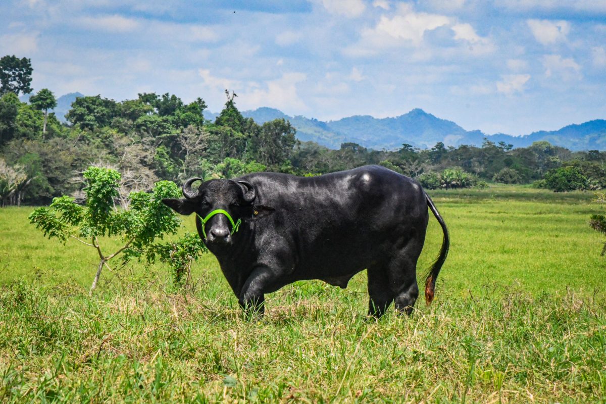 Reproductores Puros y Mestizos